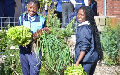 Masi food gardens flourishing
